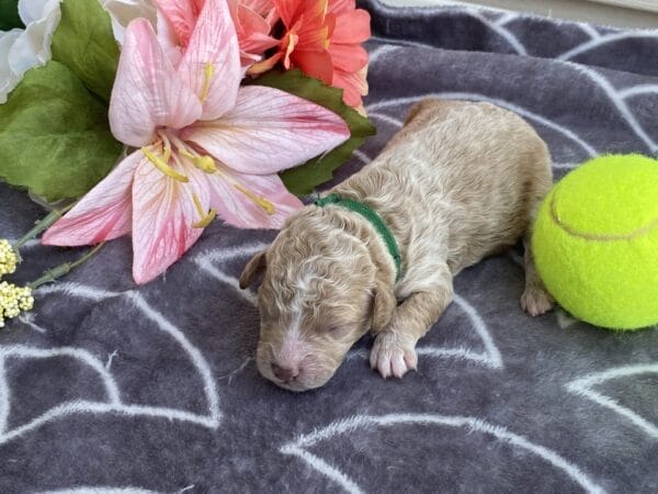 Torch - Teacup Goldendoodle Boy - Image 3