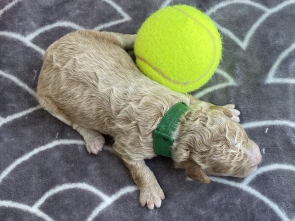 Torch - Teacup Goldendoodle Boy - Image 5