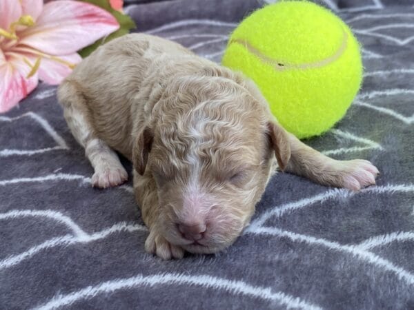 Torch - Teacup Goldendoodle Boy - Image 2