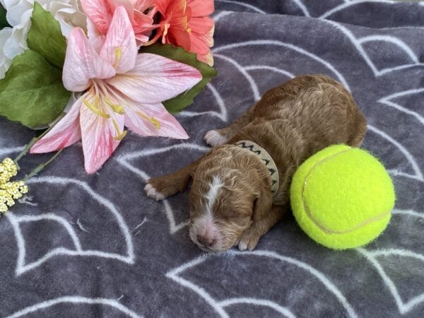 Smolder - Teacup Goldendoodle Boy - Image 2