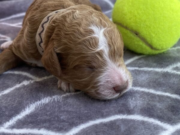 Smolder - Teacup Goldendoodle Boy - Image 5