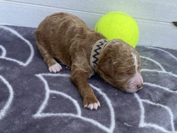 Smolder - Teacup Goldendoodle Boy - Image 6