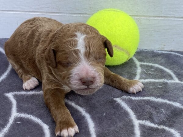 Smolder - Teacup Goldendoodle Boy - Image 3