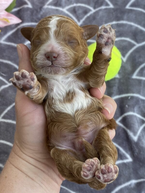 Smolder - Teacup Goldendoodle Boy - Image 4