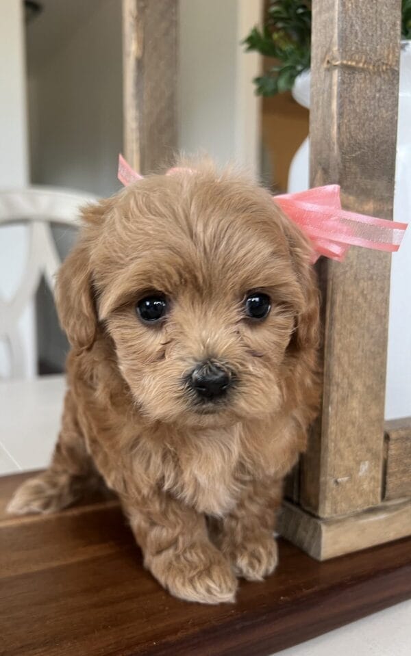 Penelope - Micro Goldendoodle Girl - Image 13