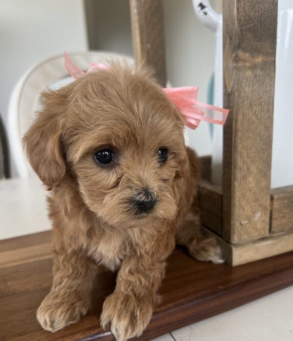 Penelope - Micro Goldendoodle Girl - Image 14