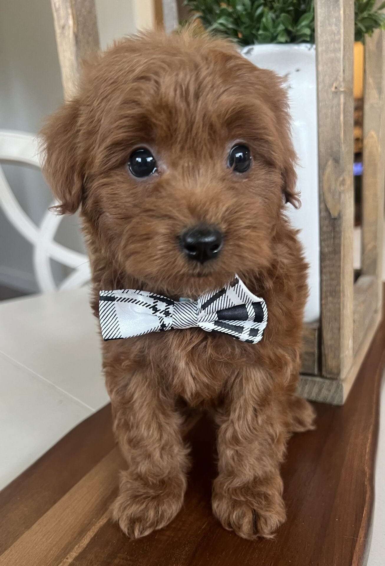 Colin - Teacup Goldendoodle Boy - Image 10