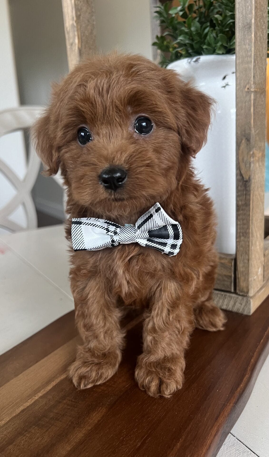 Colin - Teacup Goldendoodle Boy