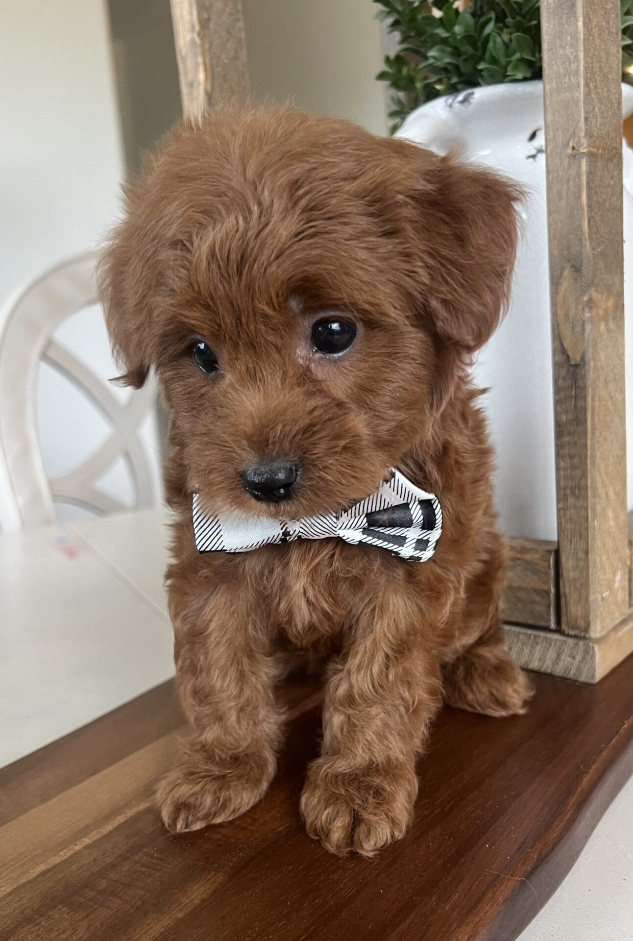 Colin - Teacup Goldendoodle Boy - Image 12