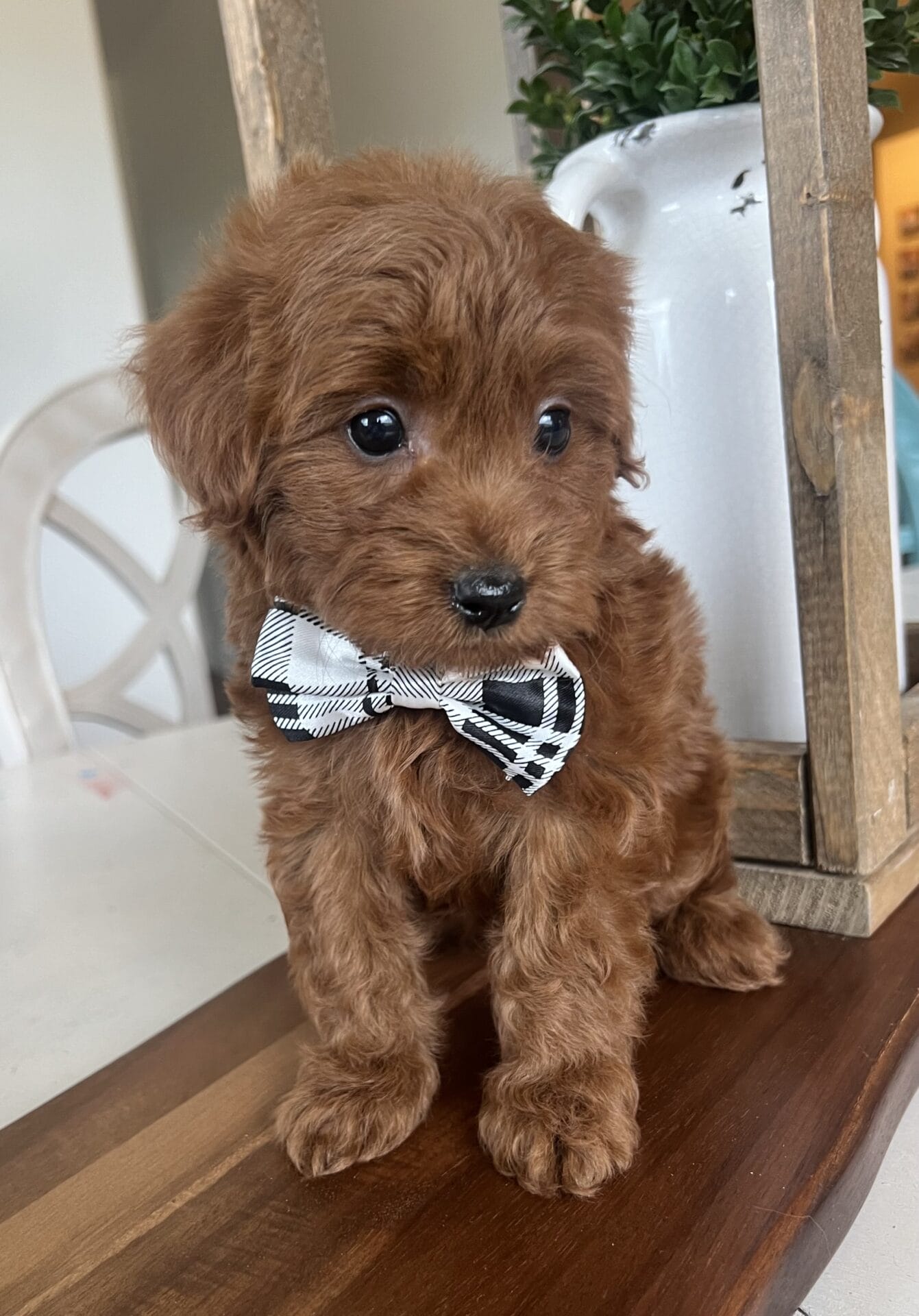 Colin - Teacup Goldendoodle Boy - Image 11