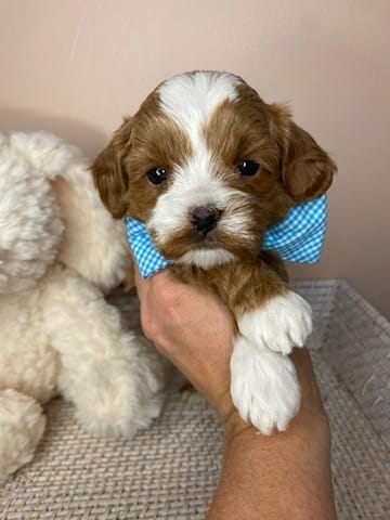 Tregar - Micro Cavapoo Boy - Image 13