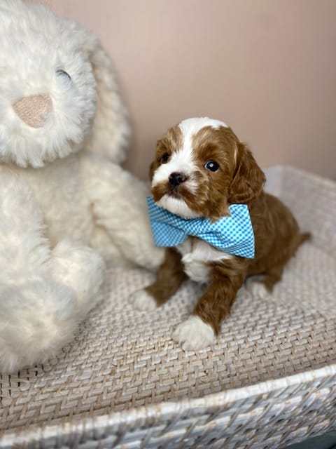 Tregar - Micro Cavapoo Boy - Image 8