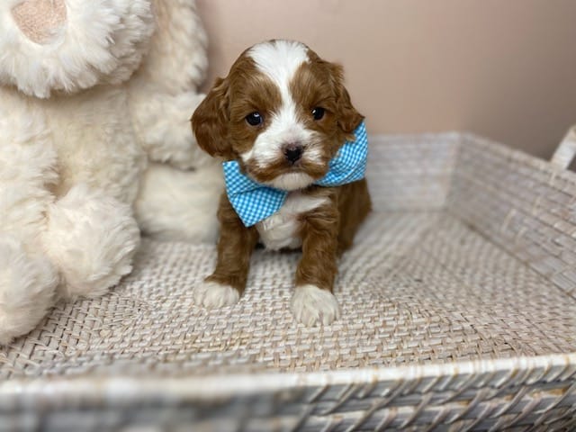 Tregar - Micro Cavapoo Boy - Image 15