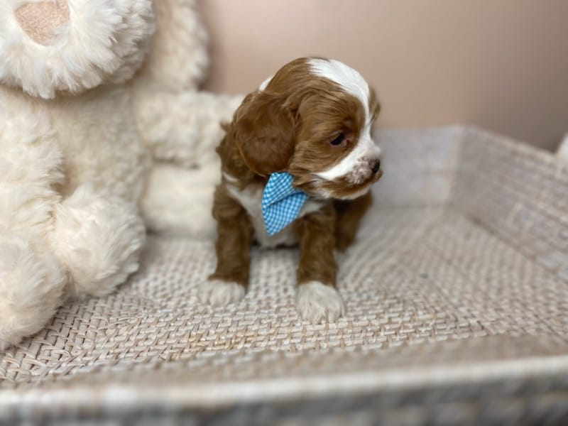 Tregar - Micro Cavapoo Boy - Image 14