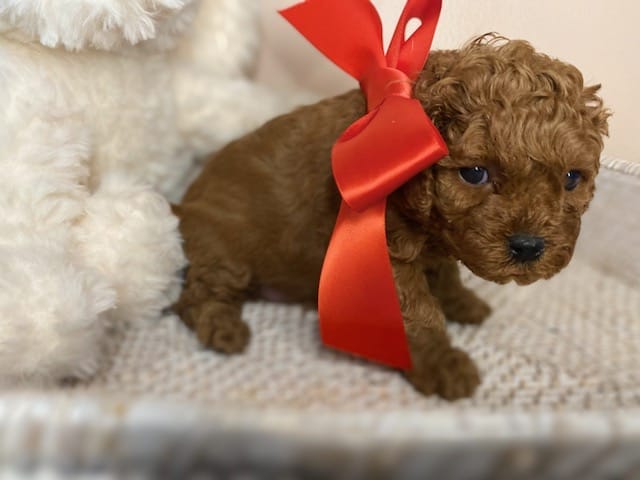 June - Micro Cavapoo Girl - Image 13