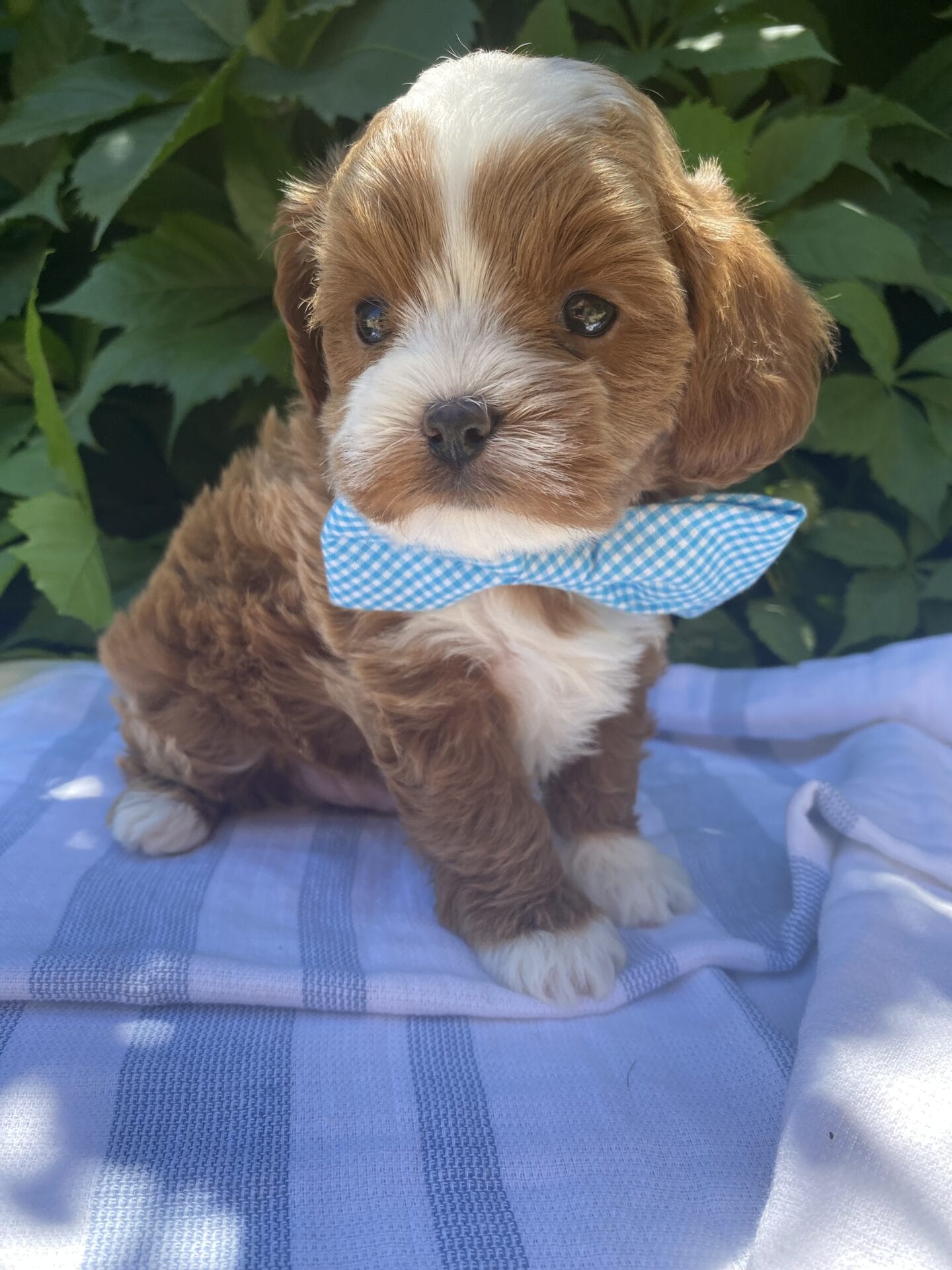 Tregar - Micro Cavapoo Boy - Image 17