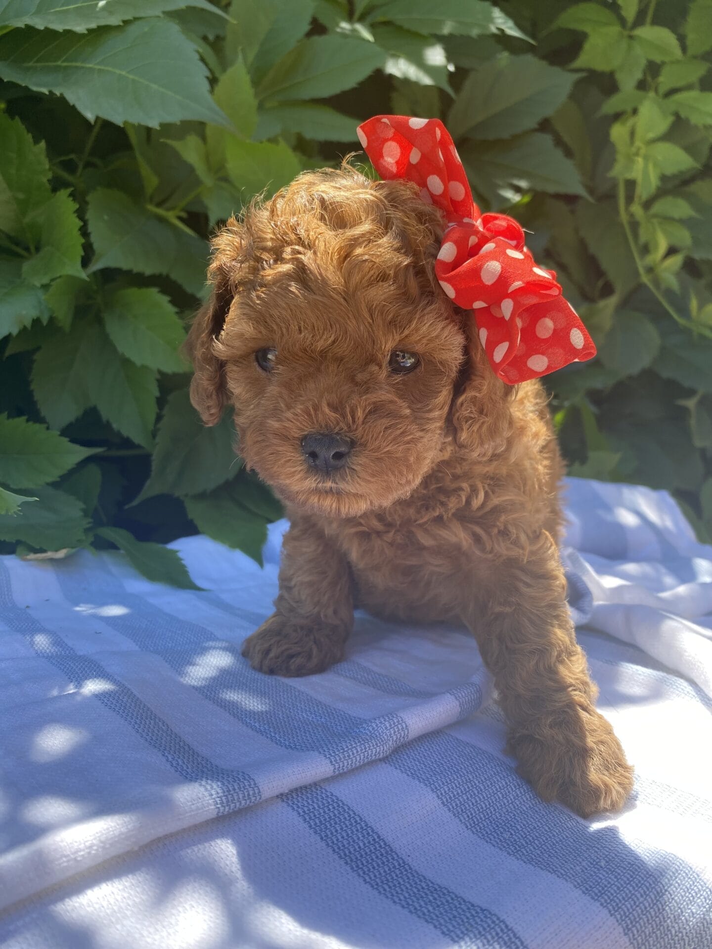 June - Micro Cavapoo Girl - Image 19