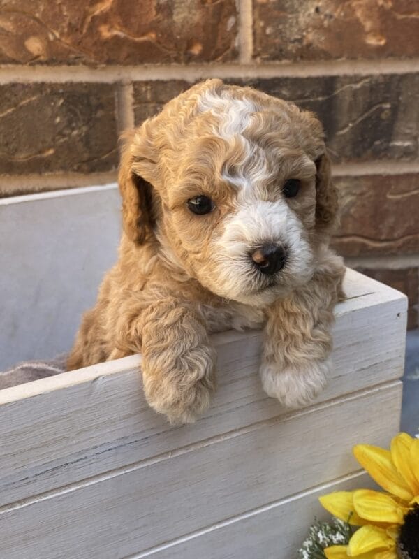 Ash - Teacup Goldendoodle Boy - Image 17