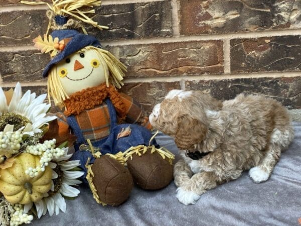 Ash - Teacup Goldendoodle Boy - Image 24