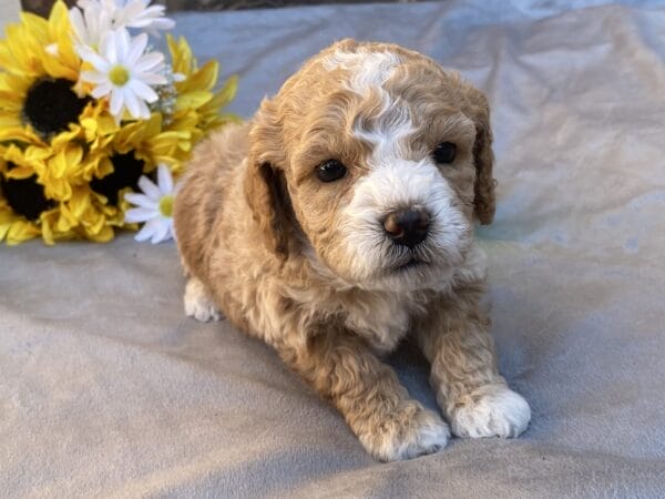 Ash - Teacup Goldendoodle Boy - Image 23