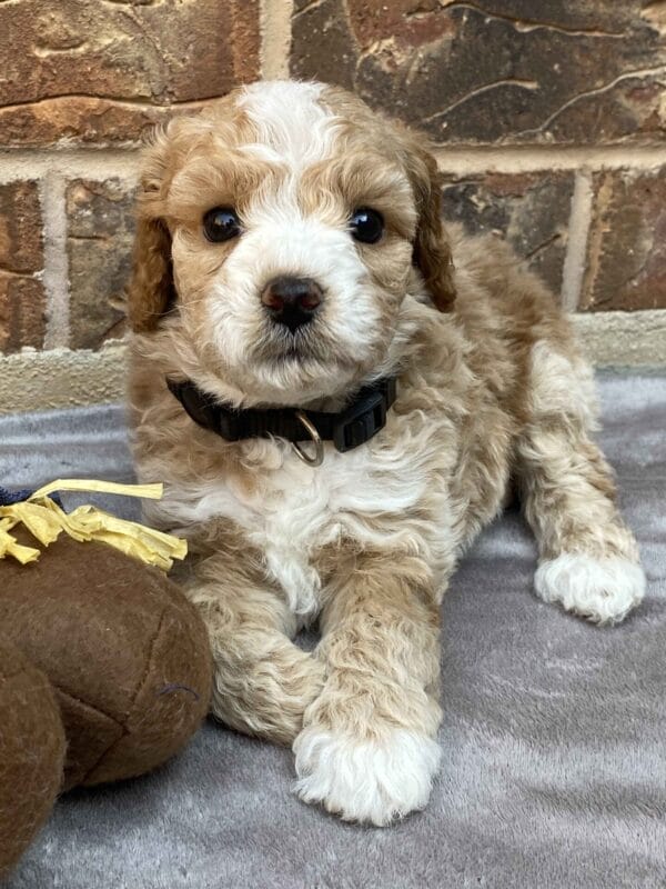 Ash - Teacup Goldendoodle Boy - Image 29