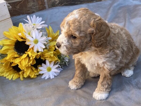 Ash - Teacup Goldendoodle Boy - Image 22
