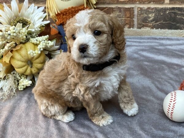 Ash - Teacup Goldendoodle Boy - Image 28