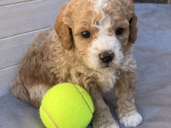 Ash - Teacup Goldendoodle Boy - Image 21