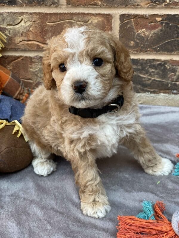 Ash - Teacup Goldendoodle Boy - Image 27