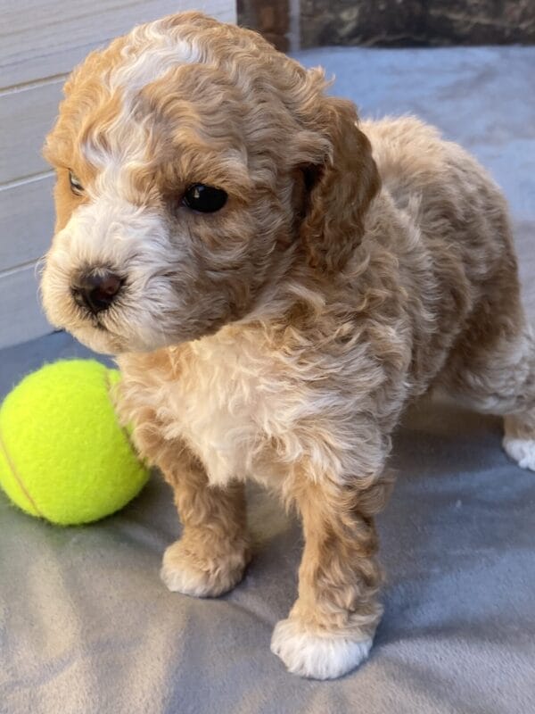 Ash - Teacup Goldendoodle Boy - Image 20