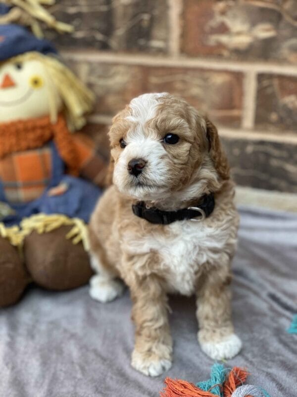 Ash - Teacup Goldendoodle Boy - Image 26