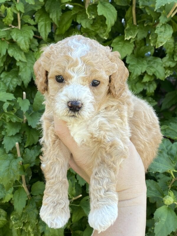 Ash - Teacup Goldendoodle Boy - Image 19