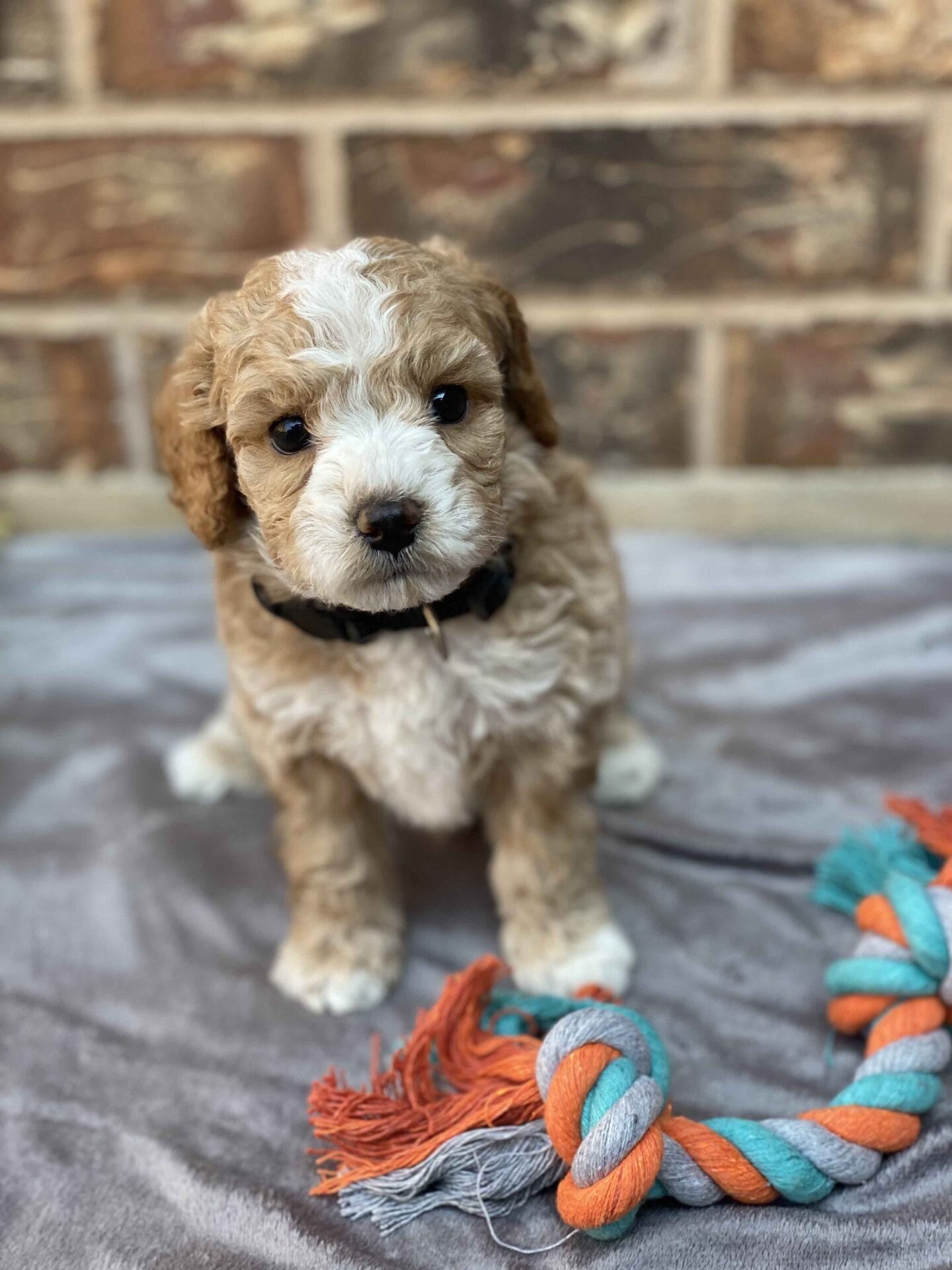 Ash - Teacup Goldendoodle Boy - Image 25