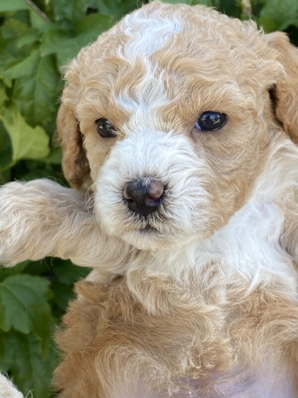 Ash - Teacup Goldendoodle Boy - Image 18