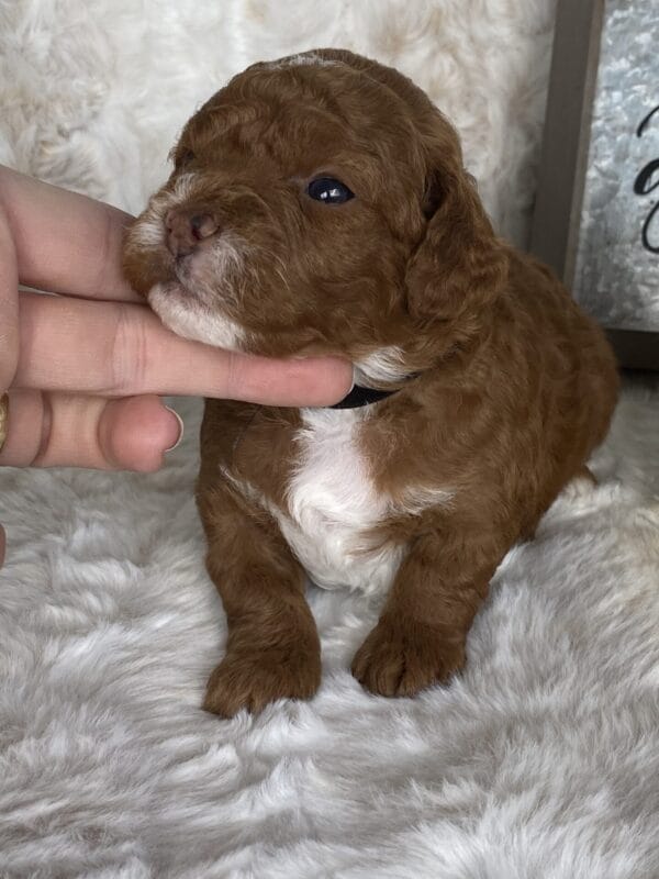 Bart - Micro Goldendoodle Boy - Image 13