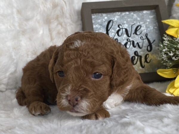 Bart - Micro Goldendoodle Boy - Image 17