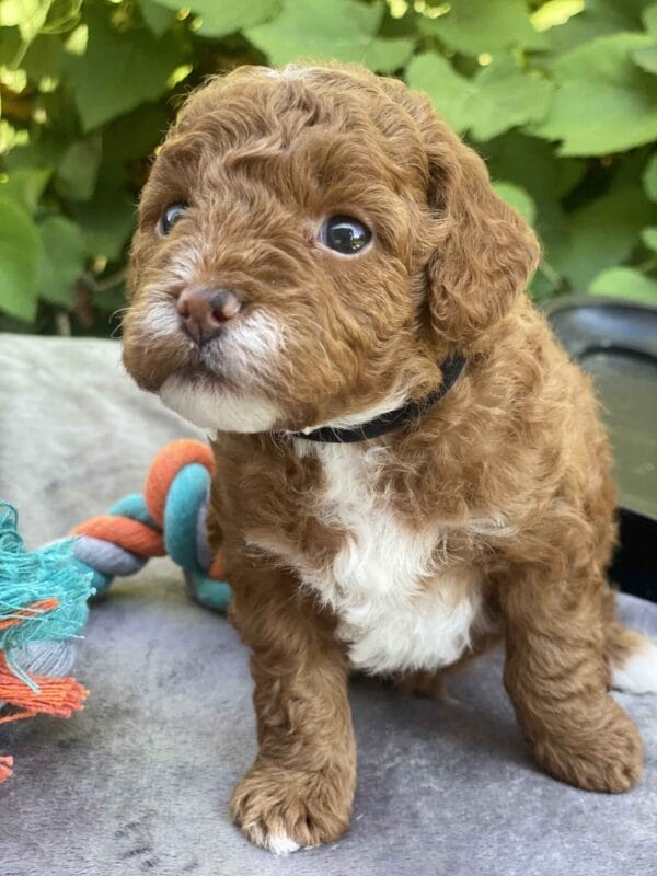 Bart - Micro Goldendoodle Boy - Image 23
