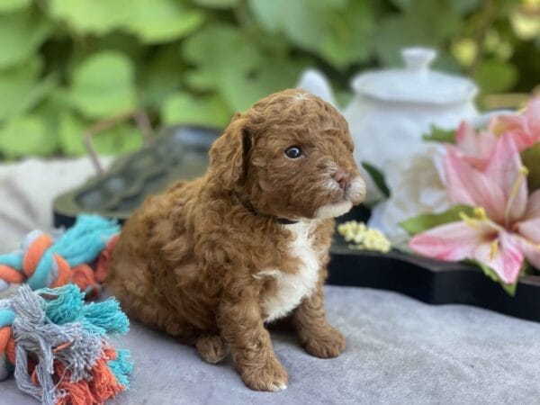 Bart - Micro Goldendoodle Boy - Image 22