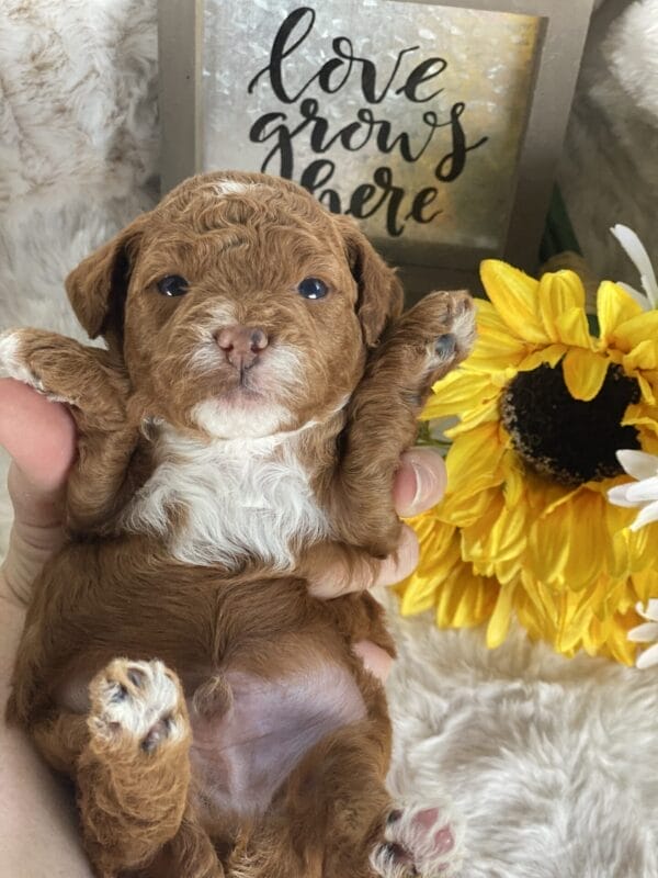 Bart - Micro Goldendoodle Boy - Image 14