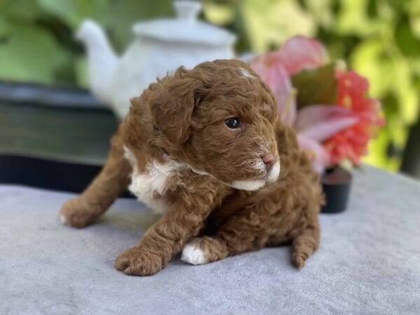 Bart - Micro Goldendoodle Boy - Image 20