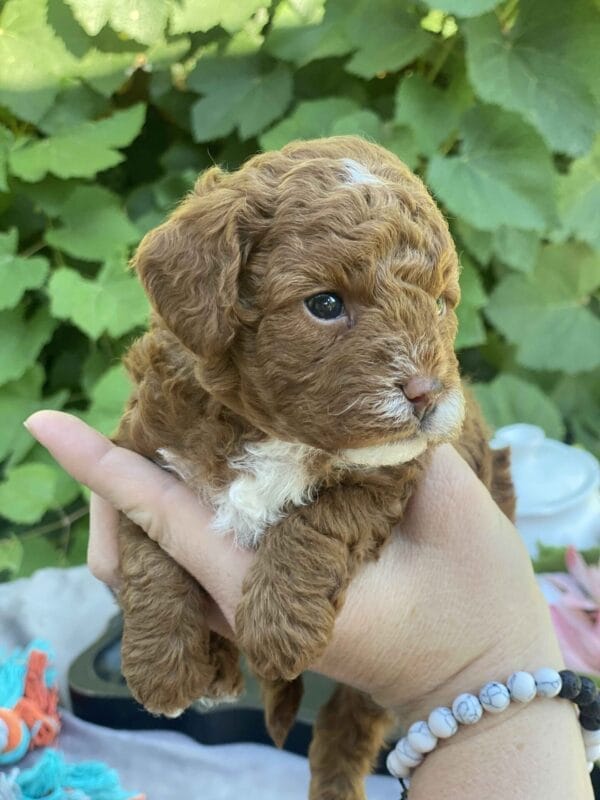 Bart - Micro Goldendoodle Boy - Image 19