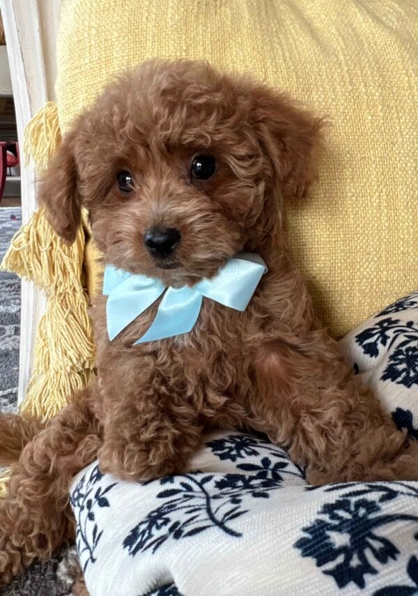 Daphne - Micro Goldendoodle Girl - Image 18