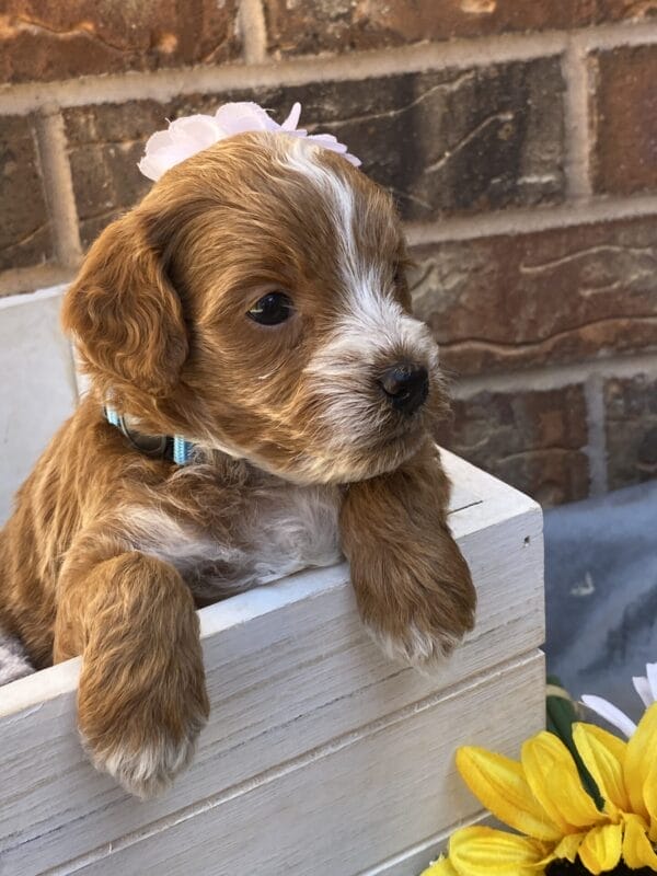 Ember - Teacup Goldendoodle Girl - Image 25