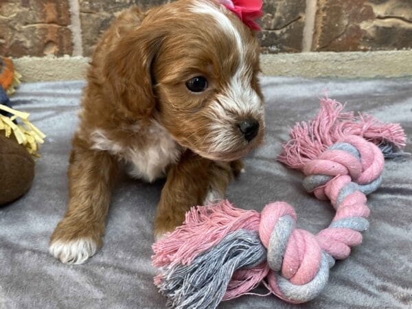 Ember - Teacup Goldendoodle Girl - Image 30