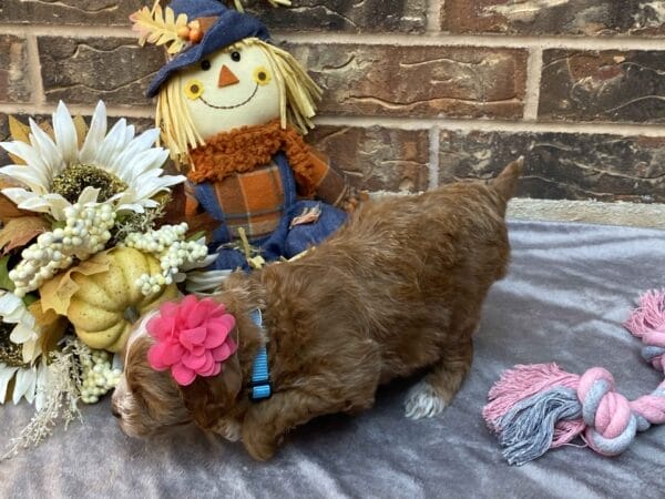Ember - Teacup Goldendoodle Girl - Image 29