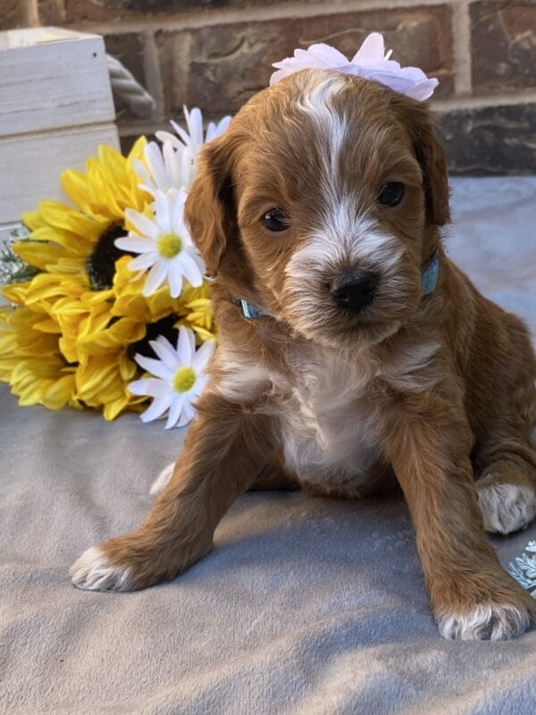 Ember - Teacup Goldendoodle Girl - Image 23
