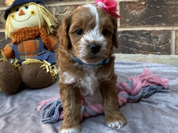 Ember - Teacup Goldendoodle Girl - Image 28