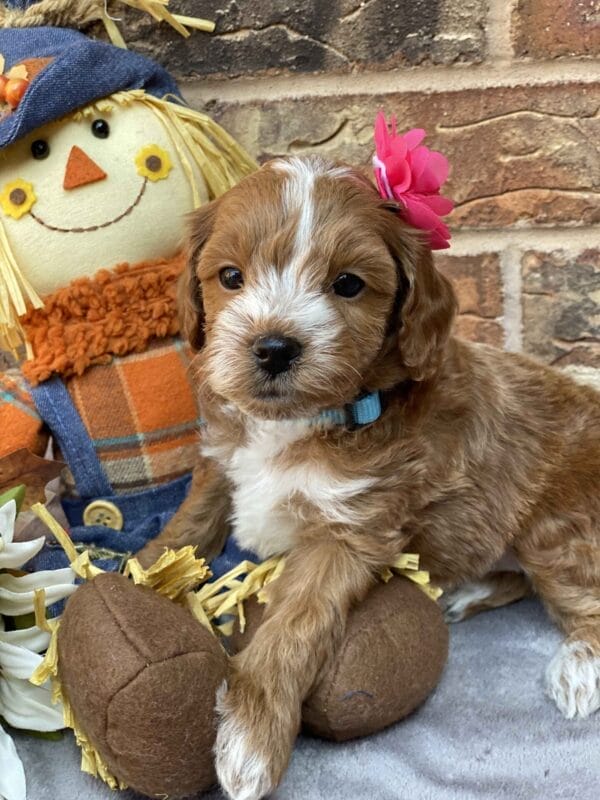 Ember - Teacup Goldendoodle Girl - Image 27