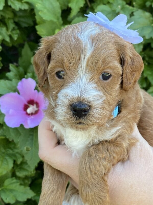 Ember - Teacup Goldendoodle Girl - Image 21