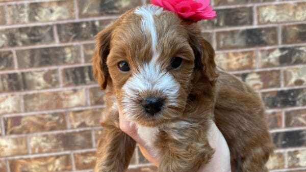 Ember - Teacup Goldendoodle Girl - Image 26